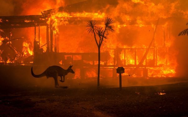 A kangaroo flees the 2020 Australian fires. Credit:Matthew Abbott, New York Times