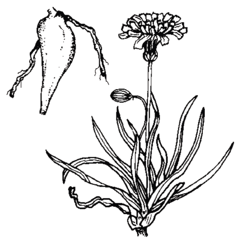 A Western biologist sketch of a Yam plant
