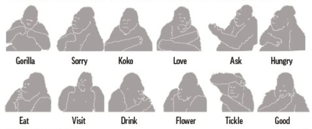 A selection of words understood by Koko (1971–2018), a Western gorilla known internationally for her ability to communicate via American Sign Language, and her pet keeping.